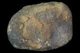 Hadrosaur Finger Bone - Alberta (Disposition #-) #71713-1